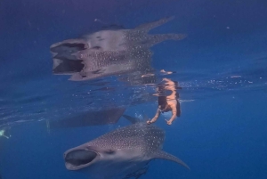 From Lombok: 2-Day Sumbawa Tour & Swim with Whale Sharks