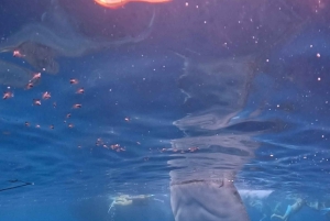 From Lombok: 2-Day Sumbawa Tour & Swim with Whale Sharks