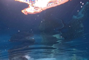 From Lombok: 2-Day Sumbawa Tour & Swim with Whale Sharks