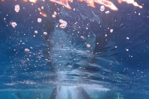 From Lombok: 2-Day Sumbawa Tour & Swim with Whale Sharks