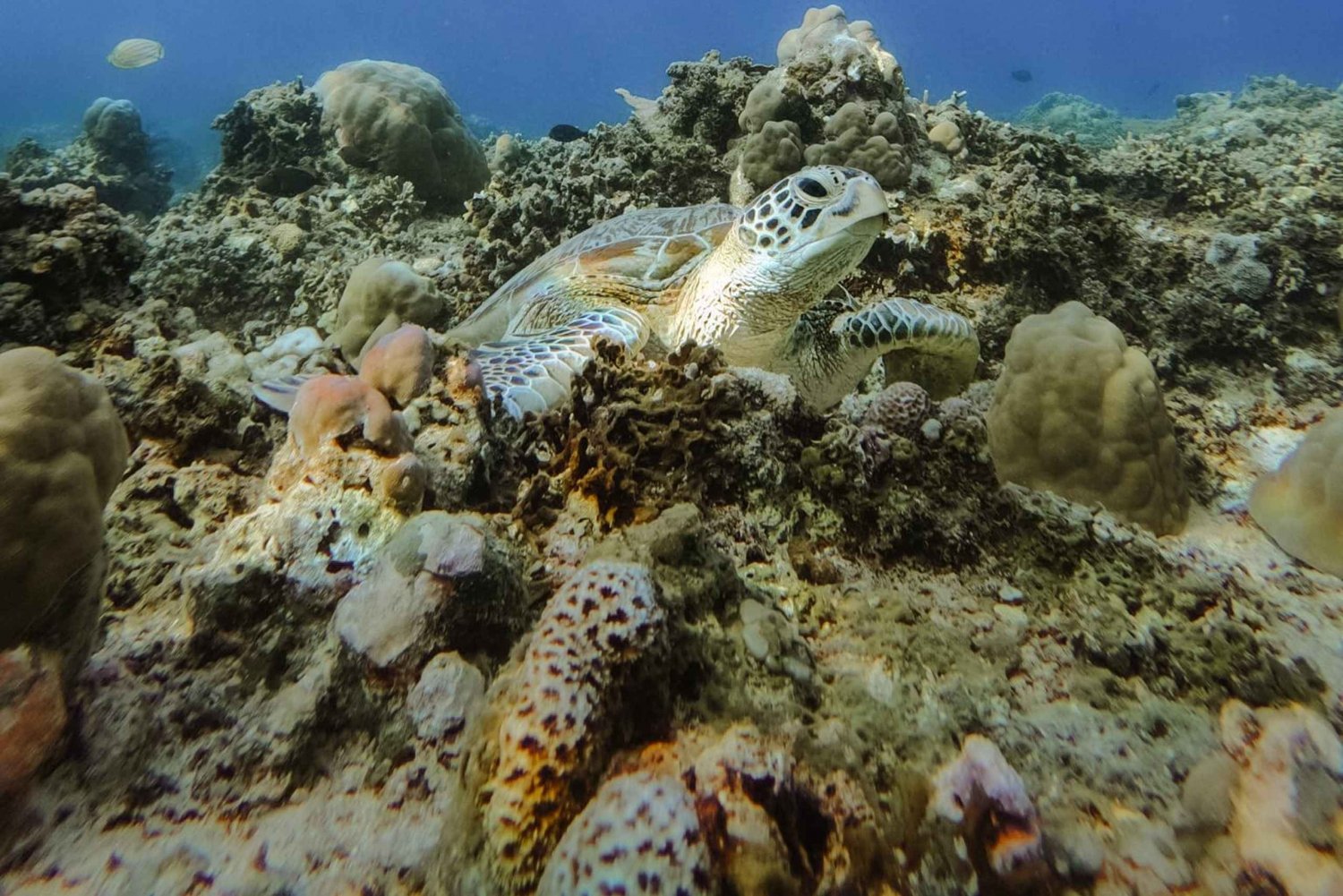 من لومبوك: مغامرة غطس خاصة في 3 جزر جيلي