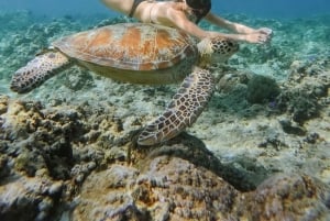 من لومبوك: مغامرة غطس خاصة في 3 جزر جيلي