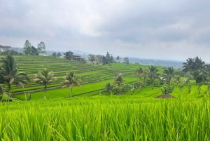 Desde el norte de Bali :Tanah Lot, bosque de Sangeh y templo de Ulun Danu