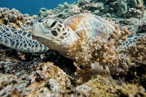 From Nusa Penida: 2D1N Gili Islands Private Snorkeling Tour