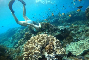 From Nusa Penida: 4 Spots Snorkeling Tour with Manta Rays