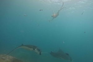 Depuis le sud de Bali : Excursion d'une journée à Nusa Penida avec plongée en apnée