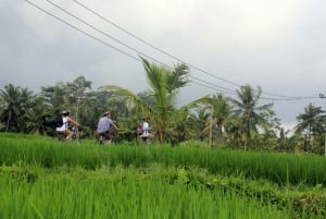 From Ubud: Downhill Bike Tour with Rice Terraces and Meal