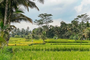 From Ubud: Downhill Bike Tour with Rice Terraces and Meal