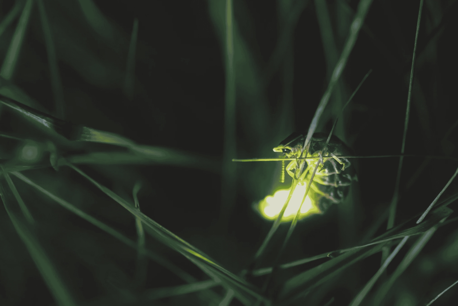 Vanuit Ubud: Avond Firefly Tour in Taro Village