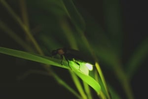 Z Ubud: wieczorna wycieczka Firefly w wiosce Taro