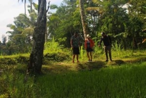 From Ubud: Evening Firefly Tour in Taro Village