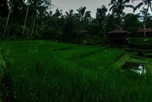 From Ubud: Evening Firefly Tour in Taro Village