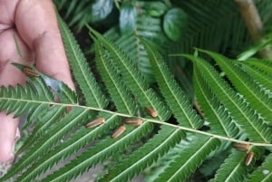 From Ubud: Evening Firefly Tour in Taro Village