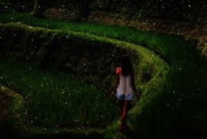 From Ubud: Evening Firefly Tour in Taro Village