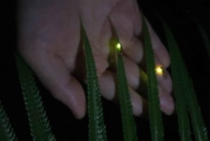From Ubud: Evening Firefly Tour in Taro Village