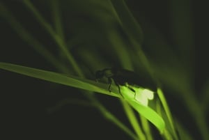 Vanuit Ubud: Avond Firefly Tour in Taro Village