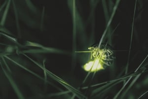 Vanuit Ubud: Avond Firefly Tour in Taro Village