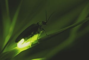 Vanuit Ubud: Avond Firefly Tour in Taro Village