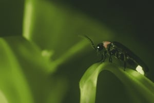 Vanuit Ubud: Avond Firefly Tour in Taro Village