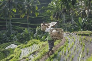 Vanuit Ubud: Avond Firefly Tour in Taro Village