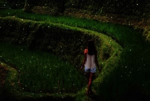 Vanuit Ubud: Avond Firefly Tour in Taro Village