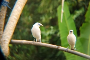 Desde Ubud: tour guiado por el pueblo de Tengkudak con avistamiento de aves