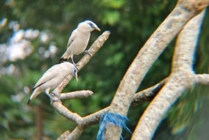 Desde Ubud: tour guiado por el pueblo de Tengkudak con avistamiento de aves