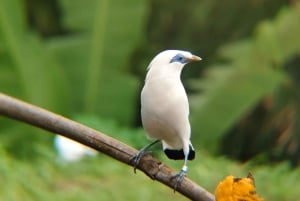 Desde Ubud: tour guiado por el pueblo de Tengkudak con avistamiento de aves