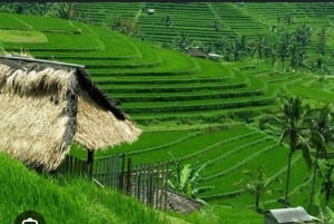 Desde Ubud: tour guiado por el pueblo de Tengkudak con avistamiento de aves