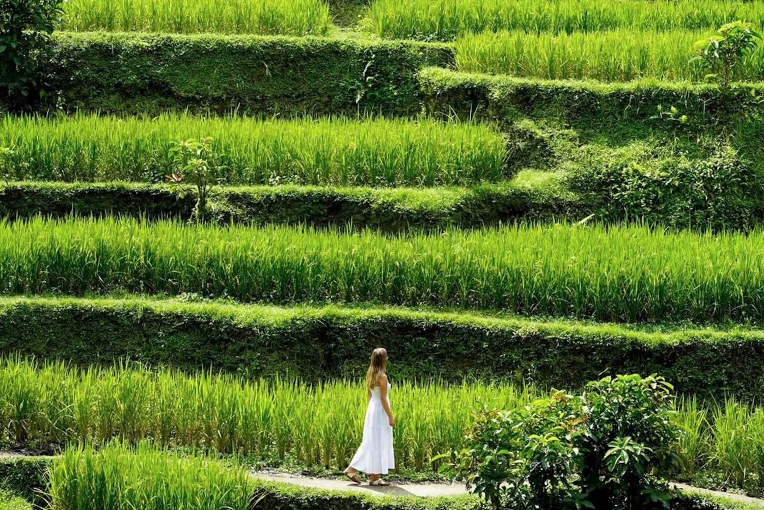 Half-Day Ubud Tour: Pakudui Terraces, Waterfall+Water Temple