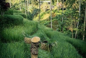 Half-Day Ubud Tour: Pakudui Terraces, Waterfall+Water Temple