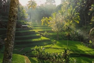 Half-Day Ubud Tour: Pakudui Terraces, Waterfall+Water Temple