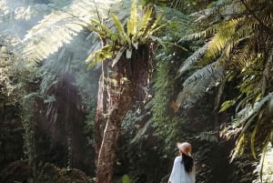 Half-Day Ubud Tour: Pakudui Terraces, Waterfall+Water Temple