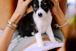 Puppy Yoga in Bali, Ubud & Uluwatu