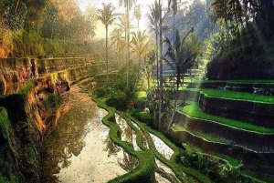 Highlight Ubud Waterfalls and Tegalalang Rice Terrace