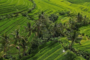 Ubud Bali : Atv Quad Bikes & Sunset Pool Bar Free Acces