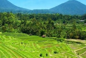 Bali : Jatiluwih Rice Terrace, Banyumala waterfall & Temple