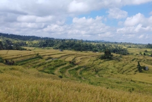Jatiluwih (UNESCO Site) 2-Hour E-Bike Cycling Tour