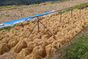 Jatiluwih (UNESCO Site) 2-Hour E-Bike Cycling Tour