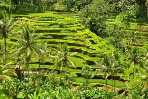 Tour in jeep all'alba a Bali con caffè, altalena, sorgenti termali e altro ancora