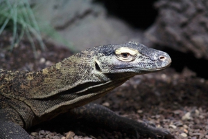 Komodo Island: Private 3-Day Tour with Boat & Hotel Stay