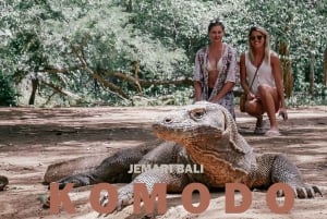 Komodo Tour: 4 Day Private Tour with Overnight Boat & Hotel