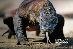 Labuan Bajo: Komodo Island 6 Spots Speedboat Tour with Lunch