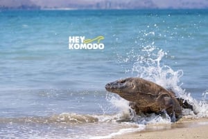 Labuan Bajo: Komodo Island 6 Spots Speedboat Tour with Lunch