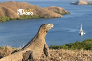 Labuan Bajo: Komodo Island 6 Spots Speedboat Tour with Lunch