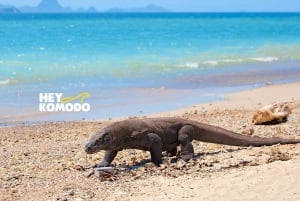 Labuan Bajo: Komodo Island 6 Spots Speedboat Tour with Lunch