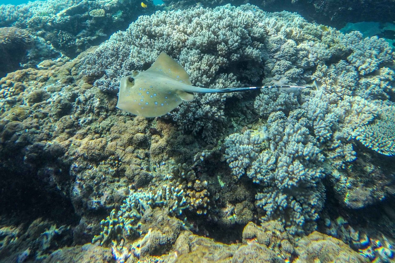 Labuan Amuk Bali: snorkeling tour with traditional boat