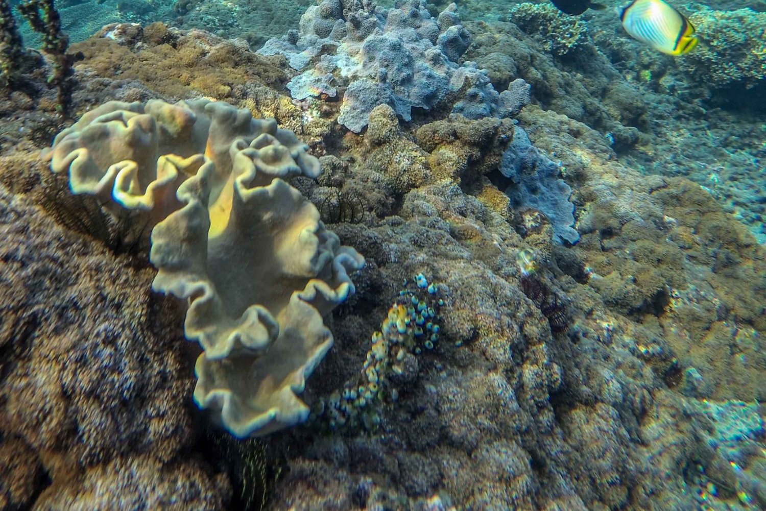 Labuan Amuk Bali: snorkeling tour with traditional boat