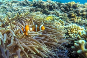 Labuan Amuk Bali: snorkeling tour with traditional boat
