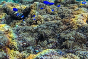 Labuan Amuk Bali: snorkeling tour with traditional boat